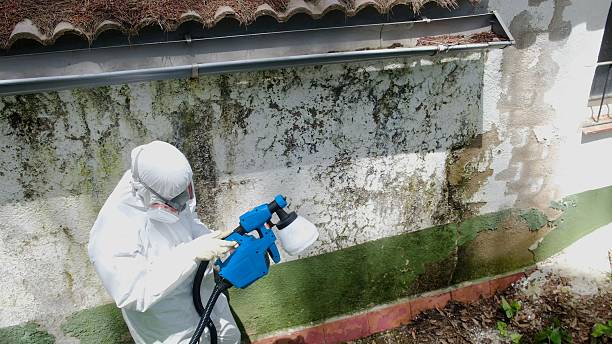 Mold Removal service in Rockwood